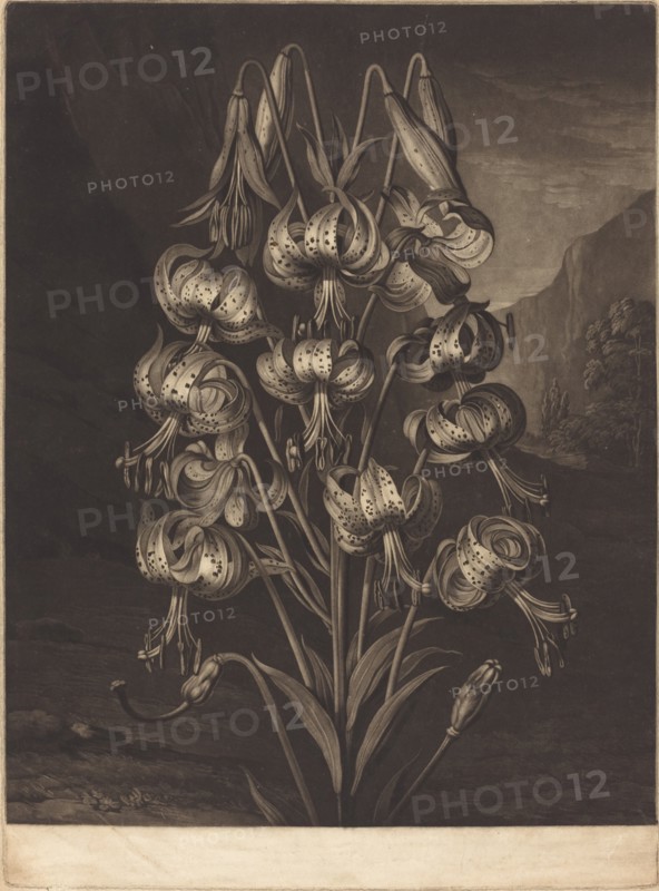 The Superb Lily, 1799. Creator: William Ward.
