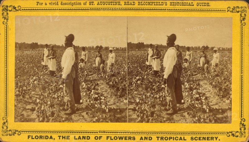 Picking cotton, c1850-c1930. Creator: Unknown.