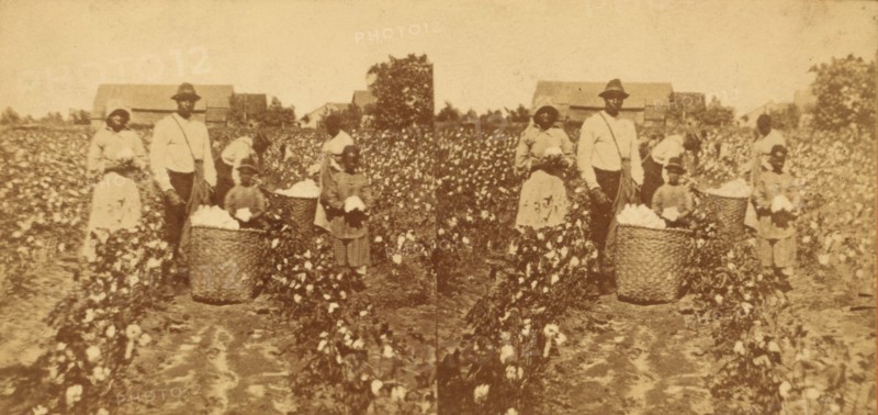 Picking cotton, c1850-c1930. Creator: Unknown.