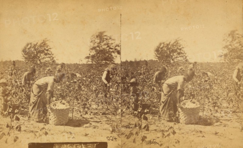 Picking cotton, c1850-c1930. Creator: Unknown.