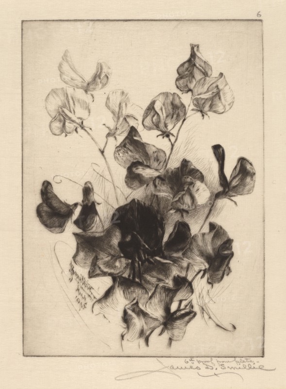 Sweet Peas, 1891. Creator: James David Smillie.