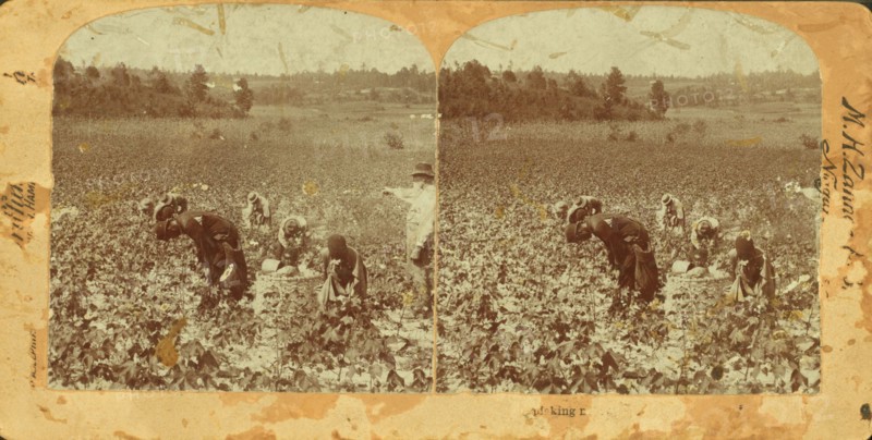 Picking cotton, (1868-1900?). Creator: Unknown.