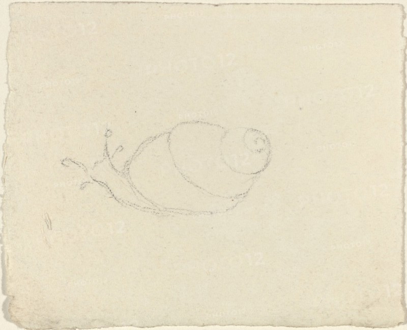 Snails [recto and verso]. Creator: John Flaxman.