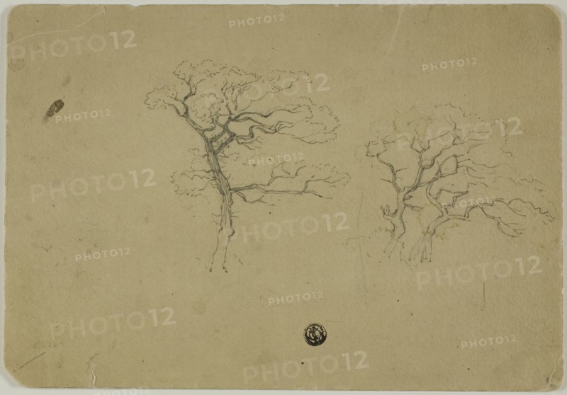Flowering Trees, 1850/99. Creator: B.W. Atkinson.