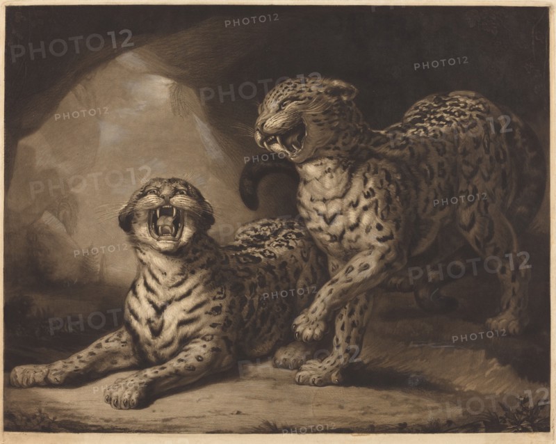Leopards, 1798. Creator: Samuel William Reynolds.