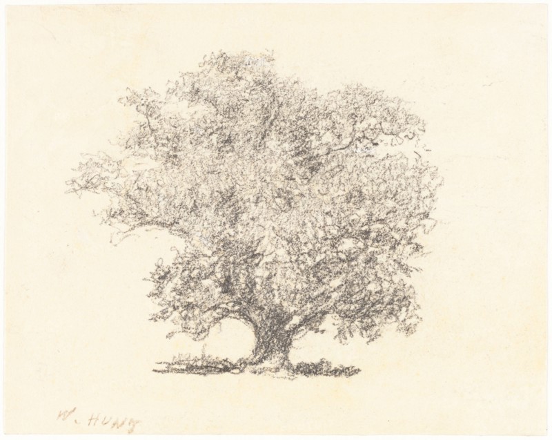A Tree in Full-Leaf. Creator: William Henry Hunt.