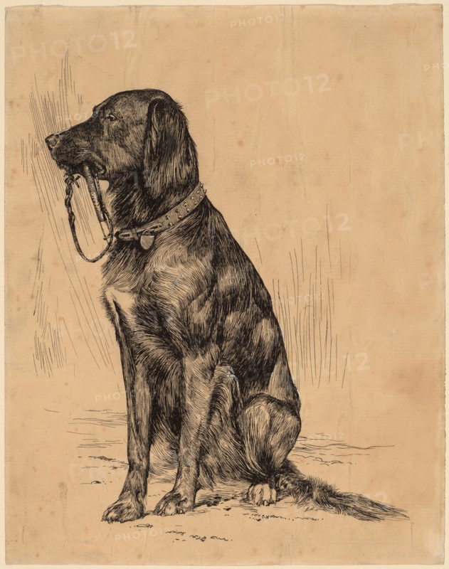 Aldrich's Dog, late 1880s. Creator: Arthur Davies.