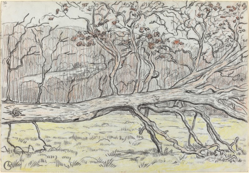 Felled Tree, Normandy, 1898. Creator: Georges Lacombe.