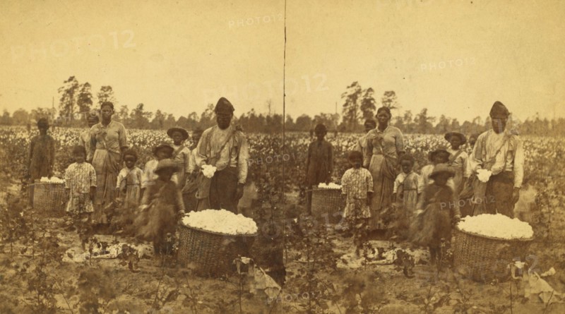 Picking cotton, (1868-1900?). Creator: O. Pierre Havens.