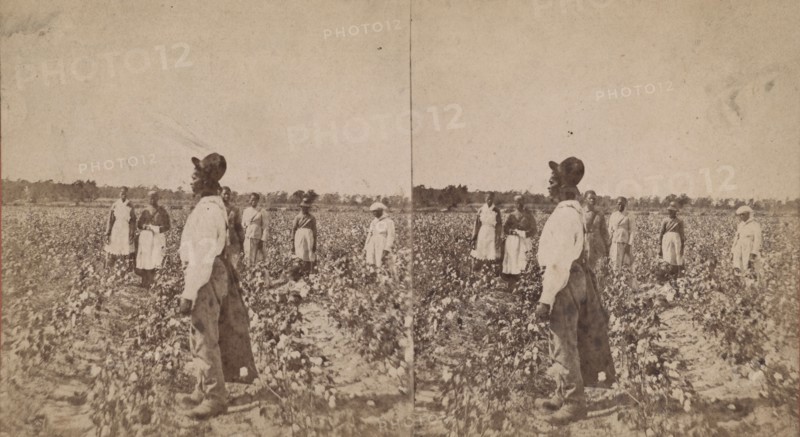 Picking cotton, (1868-1900?). Creator: O. Pierre Havens.
