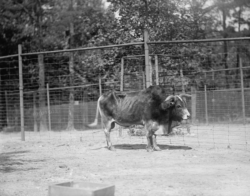 Zoo, Washington, D.C.: Yak, 1916. Creator: Harris & Ewing.