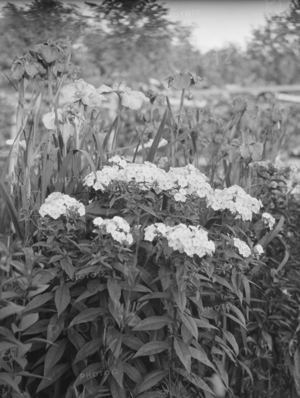 Cosgrave grounds, not before 1917. Creator: Arnold Genthe.