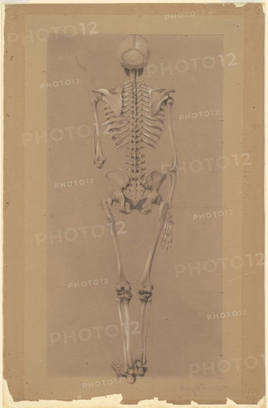 Rear View of a Skeleton, 1848. Creator: Daniel Huntington.