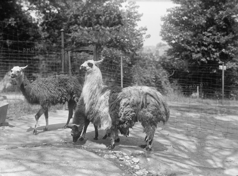Zoo, Washington, D.C.: Llama, 1916. Creator: Harris & Ewing.