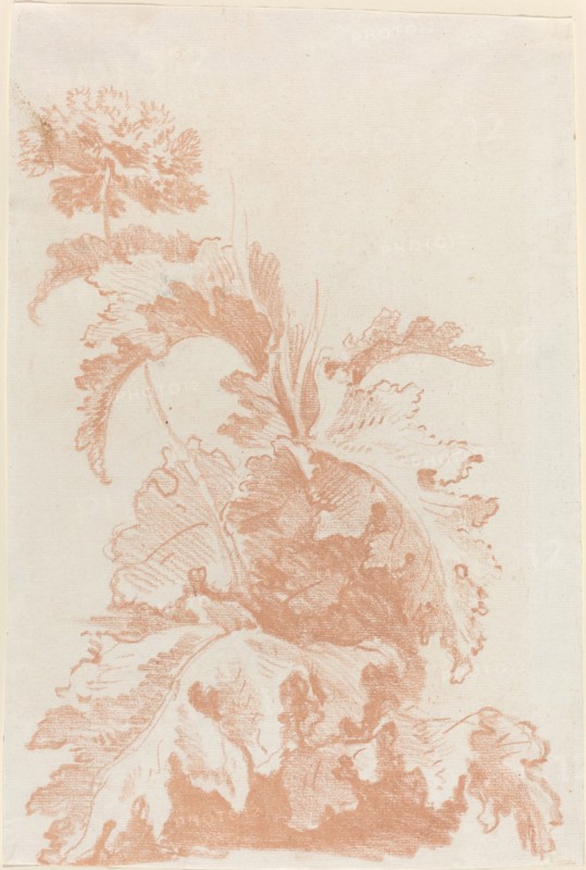 Poppy in Bloom, mid 1760s. Creator: Jean Baptiste Marie Huet.