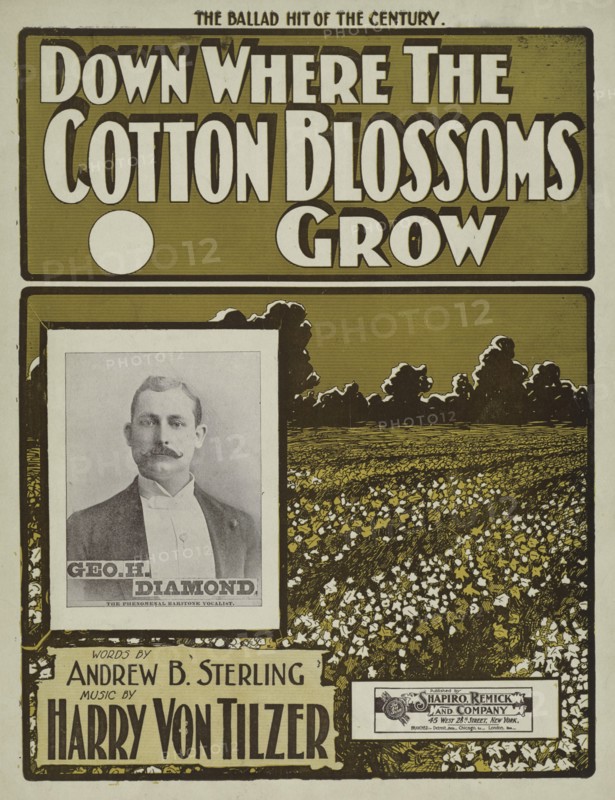 'Down where the cotton blossoms grow', 1901.  Creator: Unknown.