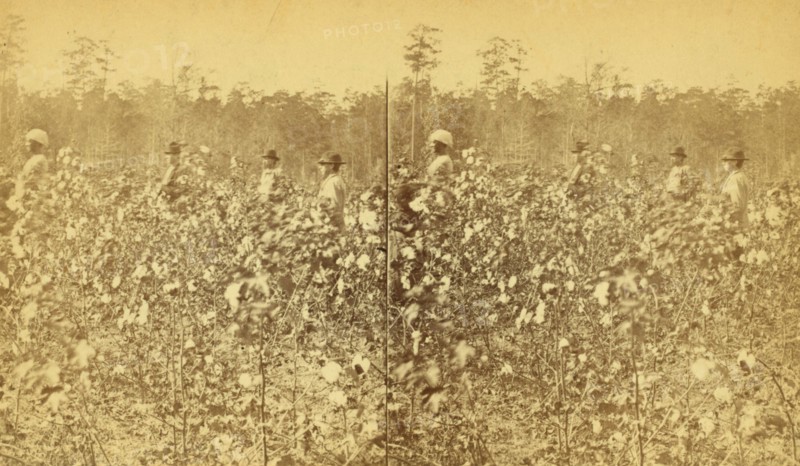 Cotton field. [Picking cotton], (1868-1900?). Creator: Unknown.