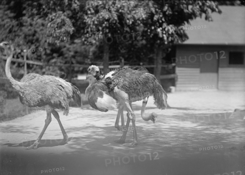 Zoo, Washington, D.C.: Ostriches, 1916. Creator: Harris & Ewing.
