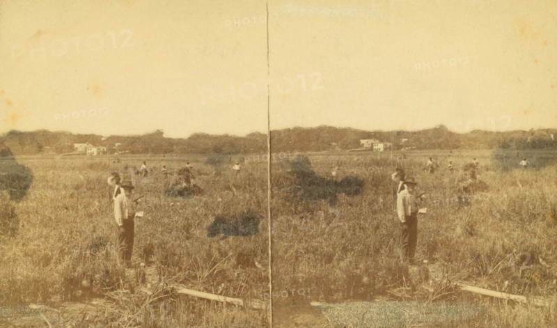 Cutting rice. [Harvesting rice], (1868-1900?). Creator: Unknown.