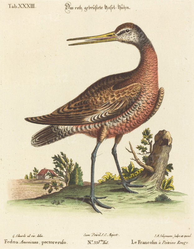 Fedoa Americana, pectore ruso. Creator: Johann Michael Seligmann.