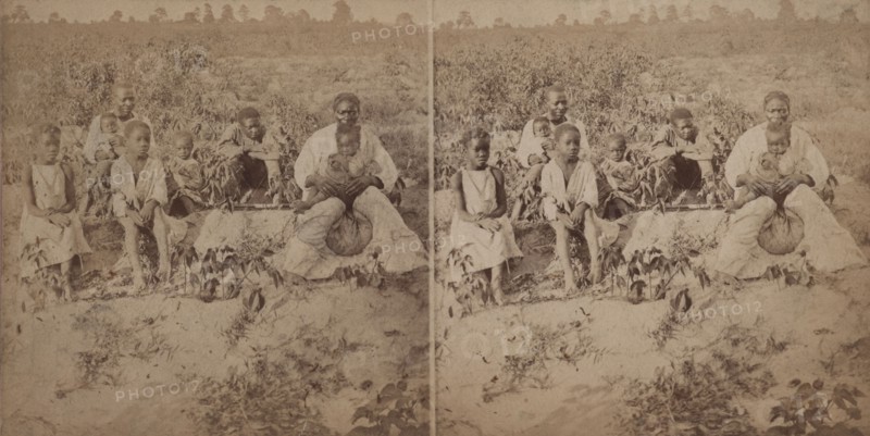 Family group posing in cotton field, c1880-c1889. Creator: Unknown.