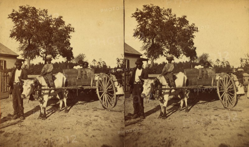 Transporting cotton in an oxcart, (1868-1900?). Creator: J. N. Wilson.