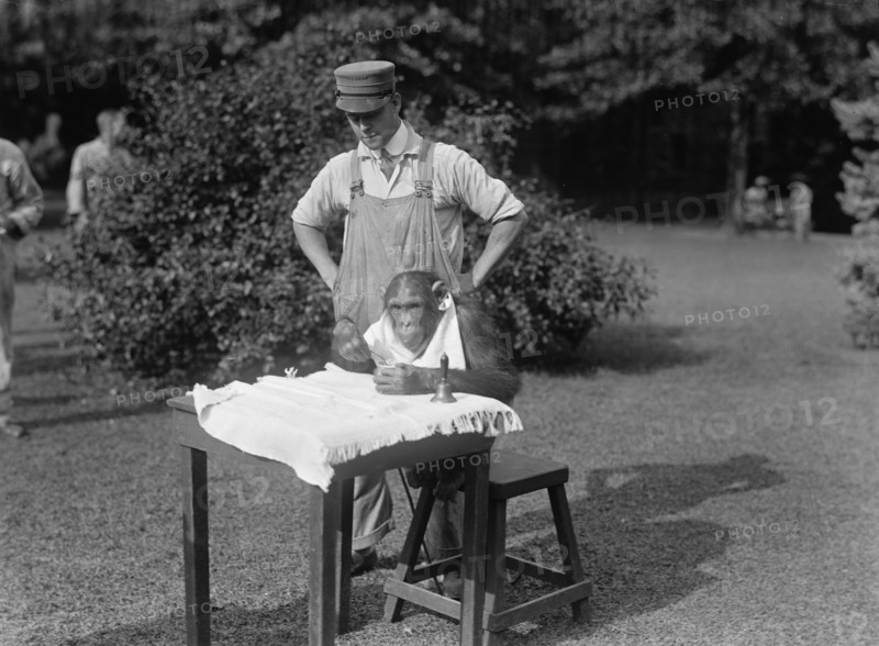 Zoo, Washington, D.C. Sokko, The Monkey, 1917. Creator: Harris & Ewing.