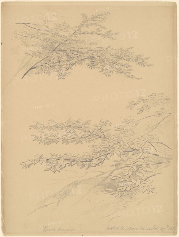 Birch Boughs, Catskill Mountains, 1856. Creator: John William Casilear.