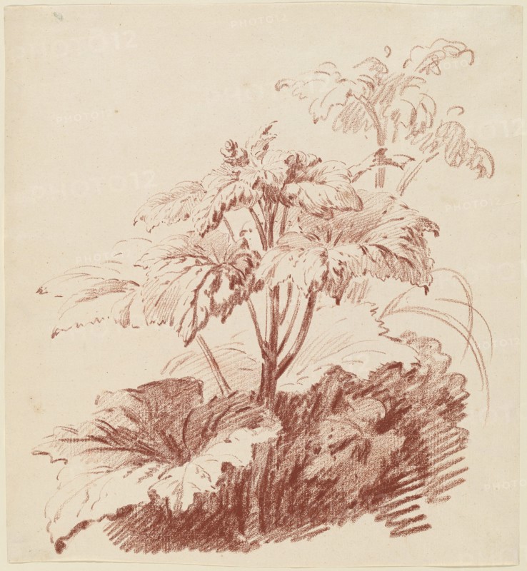 Flowering Plant with Buds, mid 1760s. Creator: Jean Baptiste Marie Huet.
