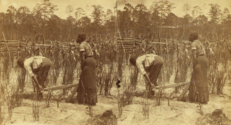 Ploughing rice. [Plowing rice], (1868-1900?). Creator: O. Pierre Havens.