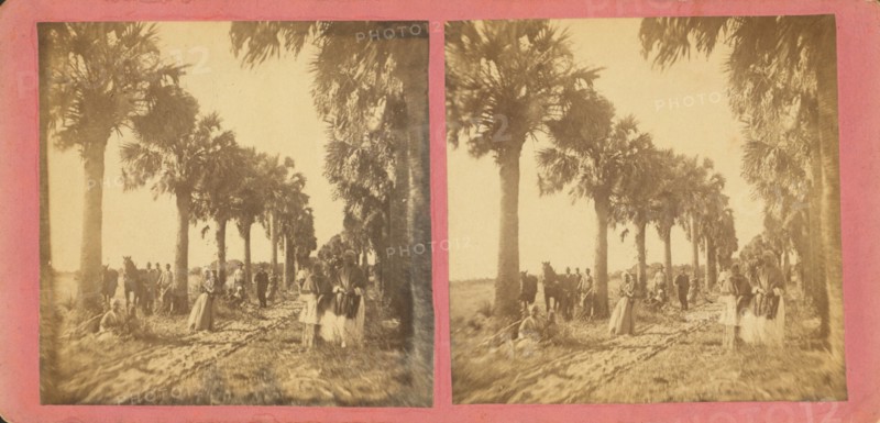 Palmetto Avenue, Fort George, Fla. [No. 13], c1850-c1930. Creator: Unknown.