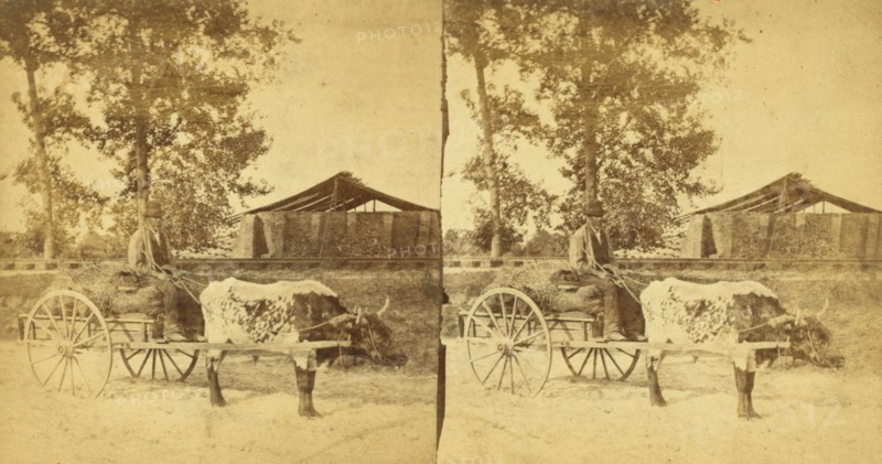 Going to market. [Man on an oxcart], (1868-1900?). Creator: O. Pierre Havens.