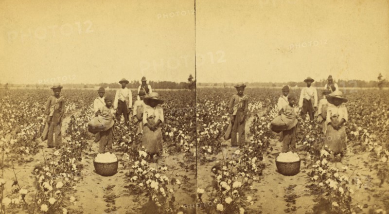 Picking cotton, group posing in the field, (1868-1900?). Creator: J. N. Wilson.