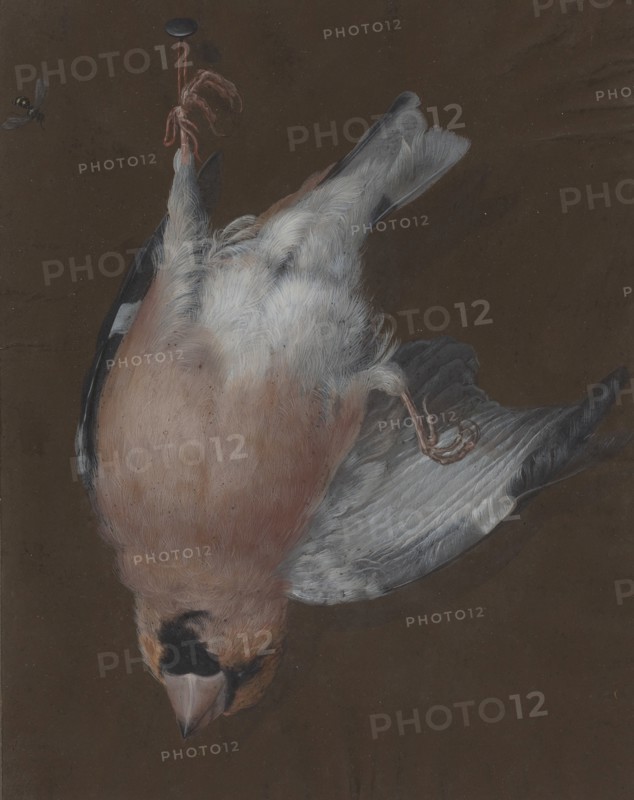 A Rose-Breasted Finch Hanging from a Nail, c. 1760. Creator: Barbara Regina Dietzsch.