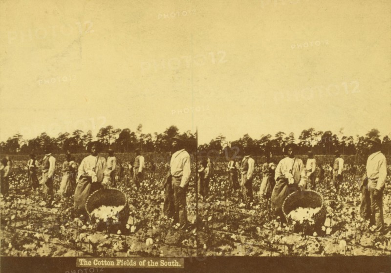The cotton fields of the south, [Men picking cotton], (1868-1900?). Creator: Unknown.