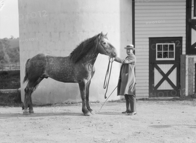 Watson, Thomas J., with Percheron horse, between 1923 and 1929. Creator: Arnold Genthe.
