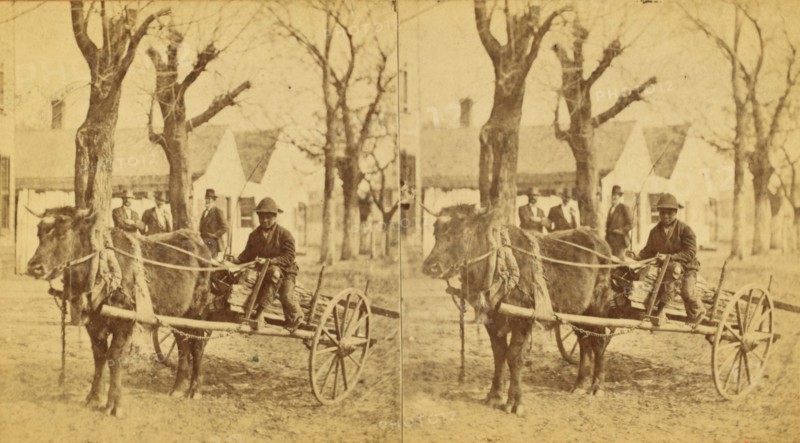 Lightwood Boy, [Boy in an oxcart loaded with kindling], (1868-1900?). Creator: Unknown.