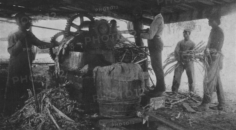 Grinding sugar-cane at the school's sugar-hill, 1904. Creator: Frances Benjamin Johnston.