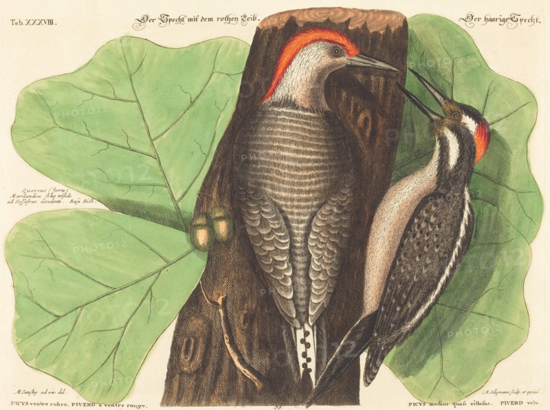 The Red Bellied Woodpecker (Picus Carolinus), probably 1743/1762. Creator: Johann Michael Seligmann.