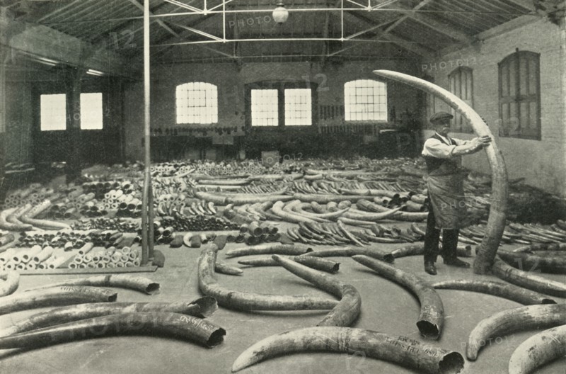 In the Warehouses of the P.L.A. with their Accommodation for a Million Tons - Ivory Show Floor..., Creator: Unknown.