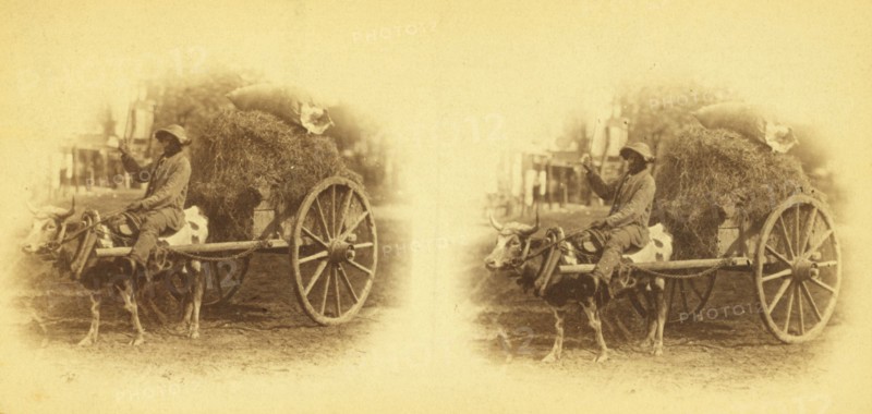 15th Amendment bringing his crop to town. [Man on an oxcart loaded with hay], (1868-1900?). Creator: O. Pierre Havens.