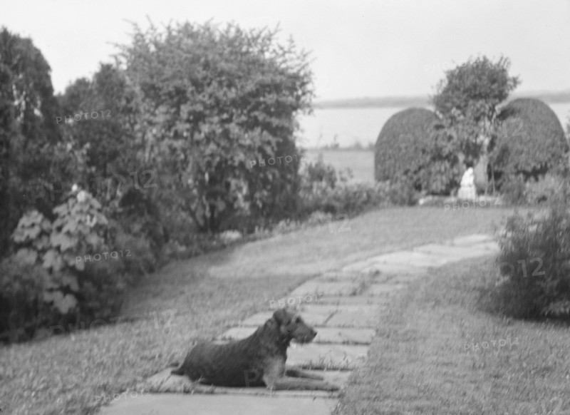 Dog on the grounds of "The Shallows," property of Lucien Hamilton Tyng, Southampton, Long Island, 19 Creator: Arnold Genthe.