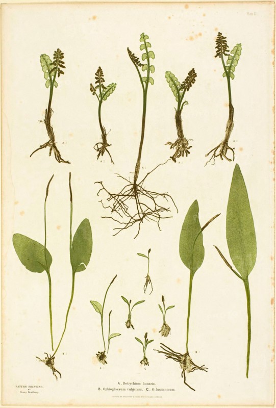 Nature Print of Moonwort and Adder's Tongue Ferns, plate 51 from The Ferns of Great Britain..., 1855 Creator: Henry Bradbury.