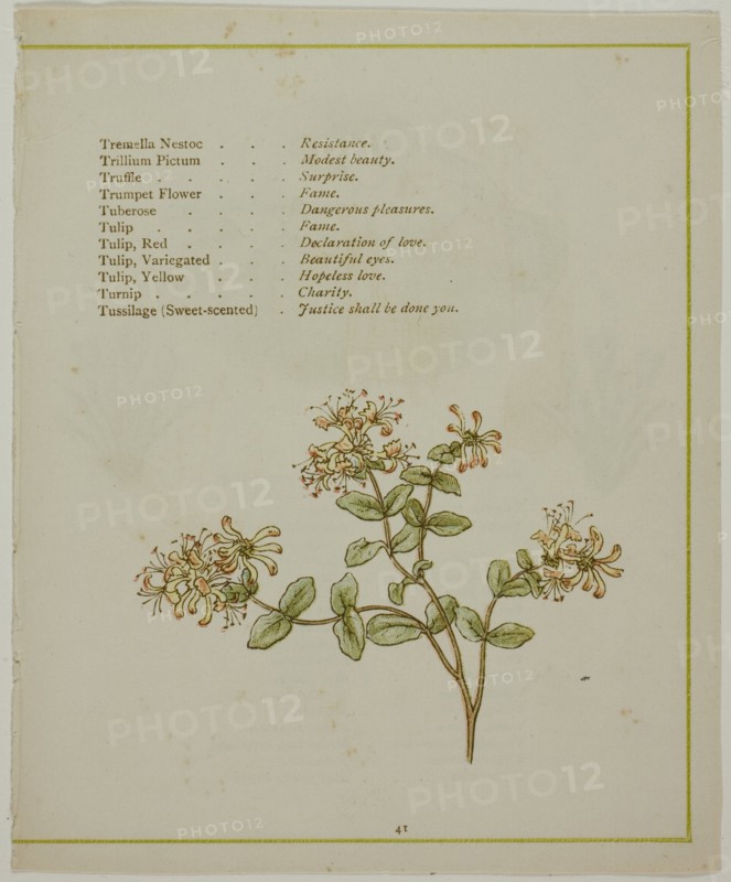 Valerian Through Volkamenia, from The Illuminated Language of Flowers, published 1884. Creators: Edmund Evans, Catherine Greenaway.