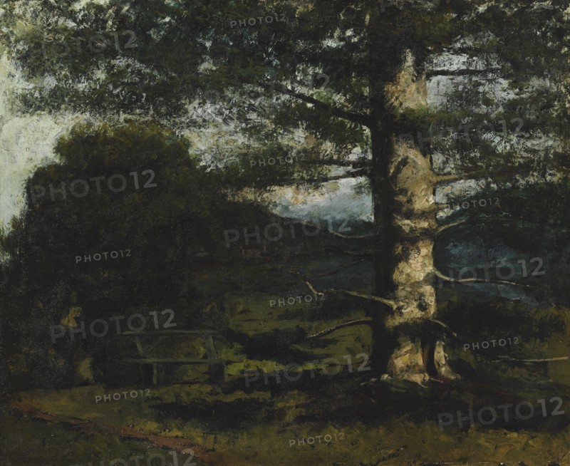 Cedar Tree at Hauteville, c. 1868. Creator: Courbet, Gustave (1819-1877).