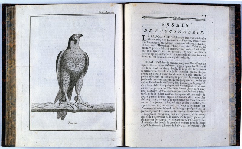 Pages of 'Traité de veneria et de chases', 1769. Creator: Unknown.