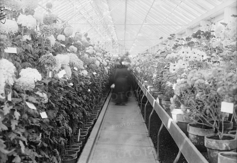 Department of Agriculture Chrysanthemum Show, 1917. Creator: Harris & Ewing.