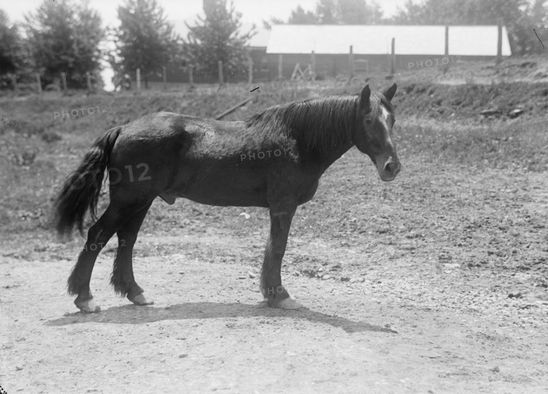 Rodney, Army Horse in Cuban War, Retired at Fort Myer, 1916. Creator: Harris & Ewing.