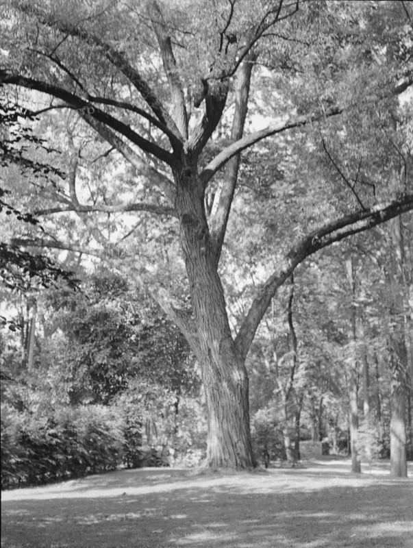 Rothbart, Albert, Mr., grounds, between 1920 and 1935. Creator: Arnold Genthe.