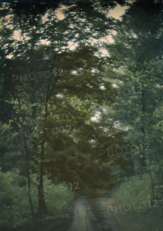 Road through woods, between 1906 and 1942. Creator: Arnold Genthe.